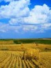 Аграрии Воронежской области обновили зерновые рекорды
